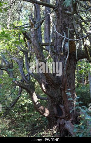 Ein riesiger Räucherstäbchen Zeder am Mount Pisgah Arboretum in Eugene, Oregon, USA. Stockfoto