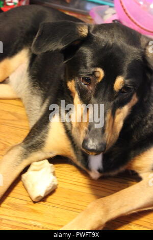 Schwarz und tan Hound Dog Looking fragend auf der rechten Seite des Bildes. Stockfoto