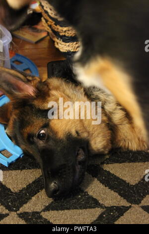 Schönen Schäferhund Welpe Hund herum auf den Boden. Stockfoto