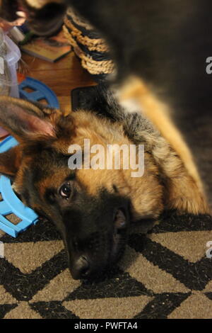 Schönen Schäferhund Welpe Hund herum auf den Boden. Stockfoto