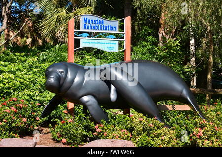 Orlando, Florida. September 21, 2018. Manatee Rehabilitation in Seaworld Wasserpark. Stockfoto