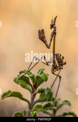 Pfeilspitze Mantis (Empusa pennata) Mittelmeer shrubland Predator Insekt im Hinterhalt auf grüne Pflanze Stockfoto