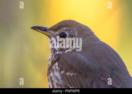 Portrait von Singdrossel (Turdus philomelos) auf lebhaften farbigen Hintergrund Stockfoto