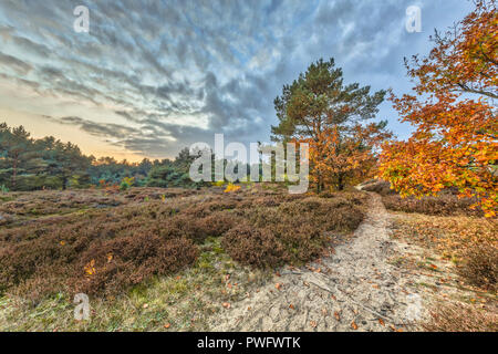 Pfad durch Herbst Heide Landschaft mit bunten Blätter an den Bäumen in Drenthe, Niederlande Stockfoto