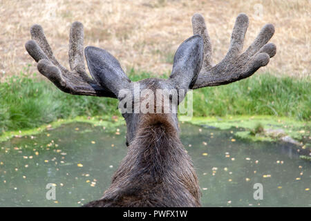 Männliche Elch mit Geweih (Alces alces) stehen in Teich und Wasser trinken. Stockfoto