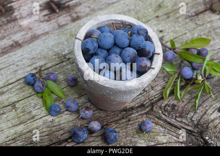 Schlehenbeeren, Schlehe, Schlehen, Gewöhnliche, Schwarzdorn Schlehe, Prunus Spinosa, Schlehe, Schlehen, Obst, Epine noire, Prunellier, Wildfrüchte in Stockfoto