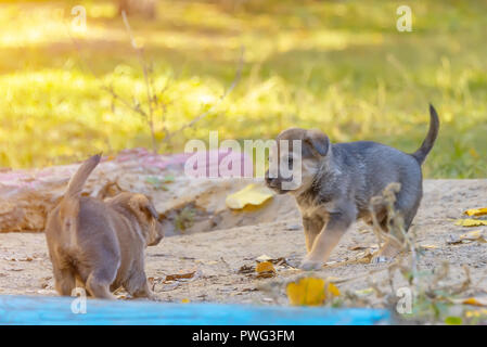 Obdachlose mongrel Welpen Spaß im Gras Stockfoto