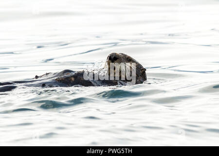 Seeotter (Enhydra lutris) schwimmen im Wasser. Russland, Kamtschatka, in der Nähe von Kap Kekurny, Russische Bay Stockfoto