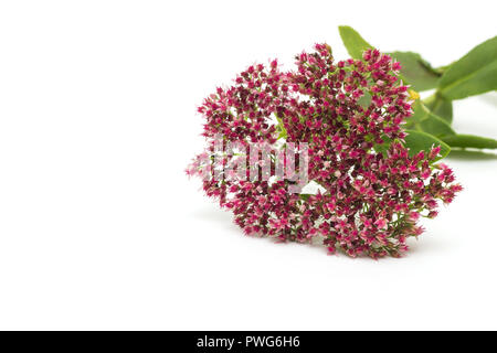Blume fetthenne auf einem weißen Hintergrund, Isolieren, Nahaufnahme, Farbe rot Mauerpfeffer, schöne Stockfoto