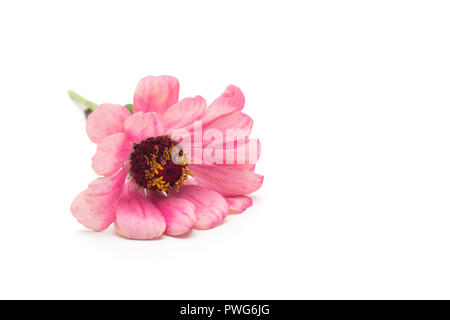 Rosa Blume zinnia auf weißem Hintergrund, Isolieren, Nahaufnahme, Rosa zinnia, Blume, weißer Hintergrund Stockfoto