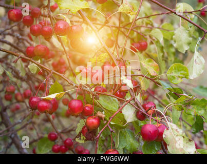 Chinesische apple tree mit kleinen Äpfeln, himmlischen Äpfel, Nahaufnahme, Herbst, schöne Stockfoto