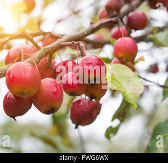 Chinesische apple tree mit kleinen Äpfeln, himmlischen Äpfel, Nahaufnahme, Herbst, schöne Stockfoto