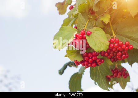 Ein Zweig der Roten viburnum Beeren gegen den blauen Himmel, Nahaufnahme, kopieren - Raum, berry Stockfoto