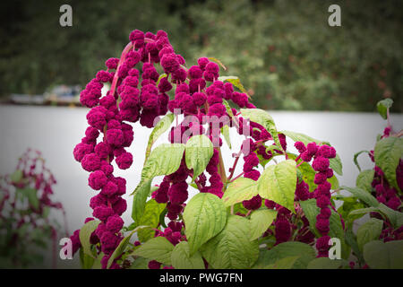 Blume und Pflanze rot big Amaranth, Nahaufnahme, botanische Stockfoto