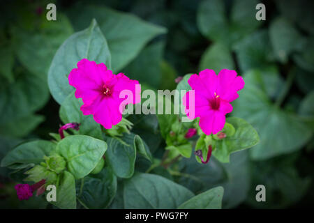 Zwei lila Blumen Nacht Schönheit, Nahaufnahme, Violett Stockfoto