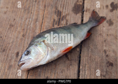 Süßwasser barsch liegen auf vintage Holz- Hintergrund. Angeln Konzept, Trophäe catch - große Süßwasser barsch Fisch gerade aus dem Wasser genommen. Stockfoto