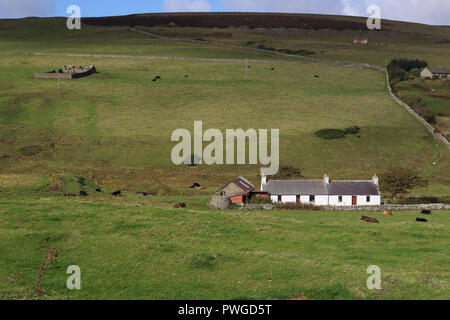 Schönes Doppelzimmer White Cottage außerhalb Finstown, Orkney Schottland, in grünen Felder unter einer großen Hügel, Kühe dösen im Gras vor. Stockfoto