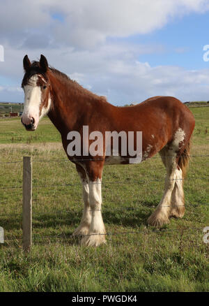 Clydesdale horse, Kastanie mit weißes Bein Gesichts- und Kennzeichnungen, Posen, an der Grenze des grünen Wiese auf Burray Insel der Orkney, Schottland. Stockfoto