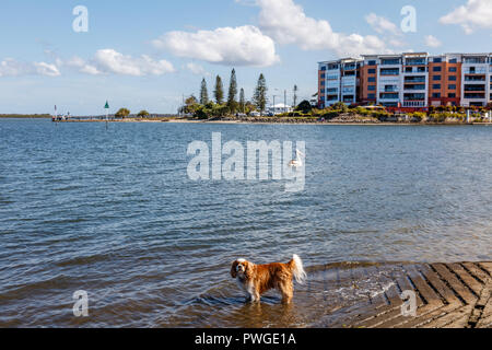 Australische Pelikane und ein kleiner Hund am Goldenen Strand, Pelican Waters, Queensland, Australien Stockfoto