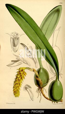 Bulbophyllum careyanum Bulbophyllum cupreum (als, Dinkel Bolbophyllum cupreum) - Curtis '88 (Ser. 3 Nr. 18) pl. 5316 (1862). Stockfoto