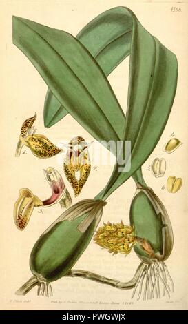 Bulbophyllum careyanum (buchstabiert Bolbophyllum) - Curtis '71 (Ser. 3 Nr. 1) pl. 4166 (1845). Stockfoto