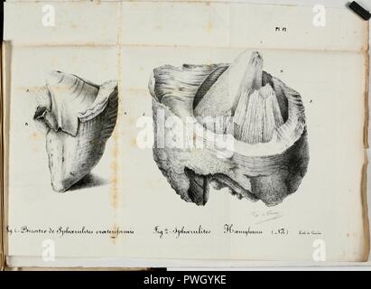 Bulletin d'histoire naturelle de la Société Linnéenne de Bordeaux Stockfoto