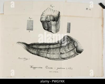 Bulletin d'histoire naturelle de la Société Linnéenne de Bordeaux Stockfoto