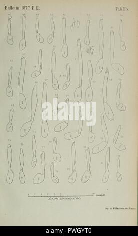 Bulletin de la société Imperiale des naturalistes de Moscou Stockfoto