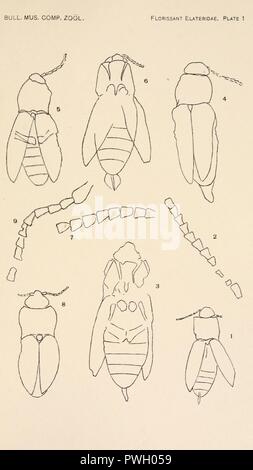 Bulletin des Museums für Vergleichende Zoologie an der Harvard College (Platte 1) Stockfoto