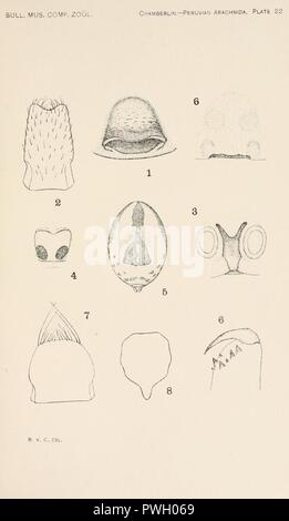 Bulletin des Museums für Vergleichende Zoologie an der Harvard College (Blatt 22) Stockfoto