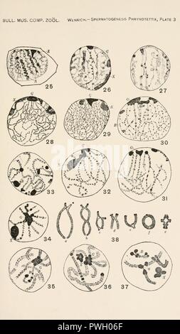 Bulletin des Museums für Vergleichende Zoologie an der Harvard College (Platte 3) Stockfoto
