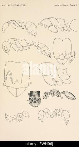 Bulletin des Museums für Vergleichende Zoologie an der Harvard College (Platte 3) Stockfoto