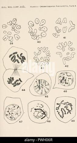Bulletin des Museums für Vergleichende Zoologie an der Harvard College (Platte 4) Stockfoto