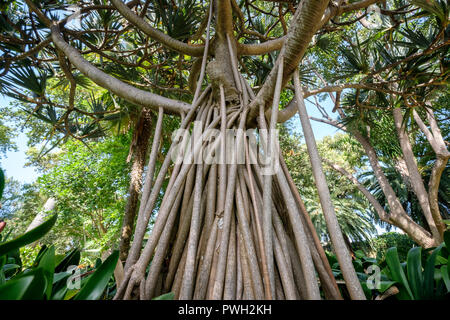 Pandanus utilis Baum, die Gemeinsame screwpine - luftwurzeln Stockfoto