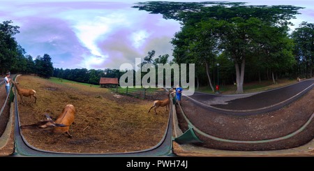 360 Grad Panorama Ansicht von Wild in der Targu Mures Zoo