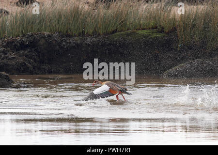 Nilgans. Grenze des Flusses Douro, Portugal. Stockfoto