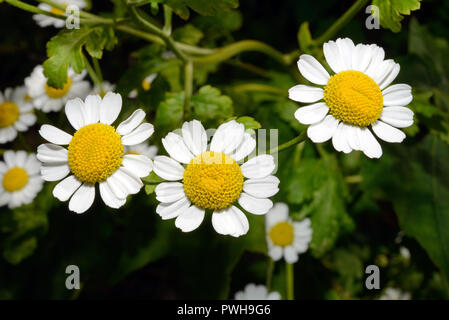 Mutterkraut (Tanacetum parthenium) ist eine blühende Pflanze im Menschen gefunden - oder gestörte Lebensräume, Wiesen und Felder, die in Eurasien. Stockfoto