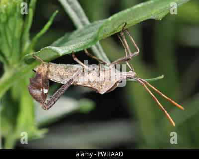 Östlichen leaf-footed Bug (Leptoglossus phyllopus) versteckt sich unter ein Blatt in Texas, USA Stockfoto