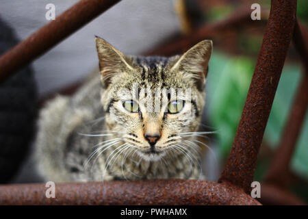 Tabby Katze in Houtong Cat Dorf in Taiwan Stockfoto