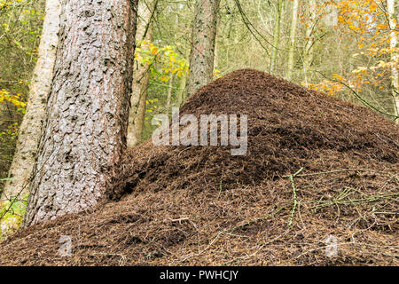 Waldameise (Formica rufa) Nest, Hamsterley Forest, County Durham, UK Stockfoto