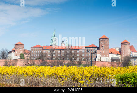 Schloss Wawel mit gelben Blumen im Vordergrund im Frühling, Krakau, Polen Stockfoto