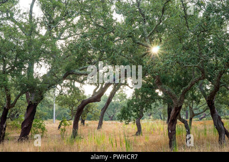 Korkeichen mit Morgensonne durch Laub glänzend, Alentejo, Portugal Stockfoto