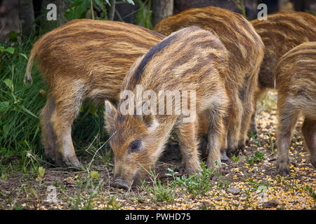 Juvenile wilde Schweine die Verwurzelung in den Wald Stockfoto