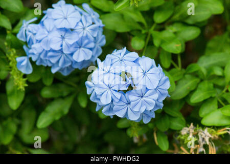 Die Blumen von einem Kap leadwort (Plumbago Auriculata) Stockfoto