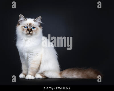 Ausgezeichnete Tabby Point Heilige Birma Katze Kätzchen sitzend Seite Möglichkeiten, die Kamera mit faszinierenden blauen Augen auf schwarzem Hintergrund Stockfoto