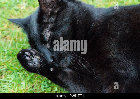 Eine Nahaufnahme einer schwarzen Katze Reinigung selbst Stockfoto