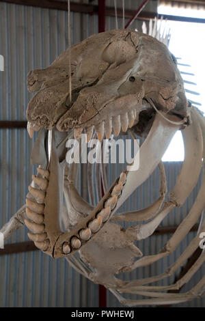 Albanien Australien Nov 7 2017, Ausstellung von Whale Skelett bei Wal Welt mit Kopf und Zähne Stockfoto