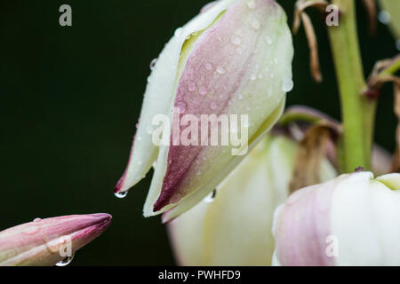 Regentropfen auf den Blumen eines spanischen Dolch (Yucca gloriosa) Stockfoto