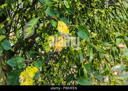 Die Mistel wächst in einem Apfelbaum (Viscum album) Stockfoto