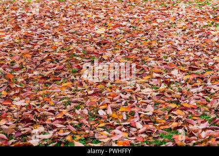 Ein Teppich der gefallenen Blätter im Herbst Stockfoto
